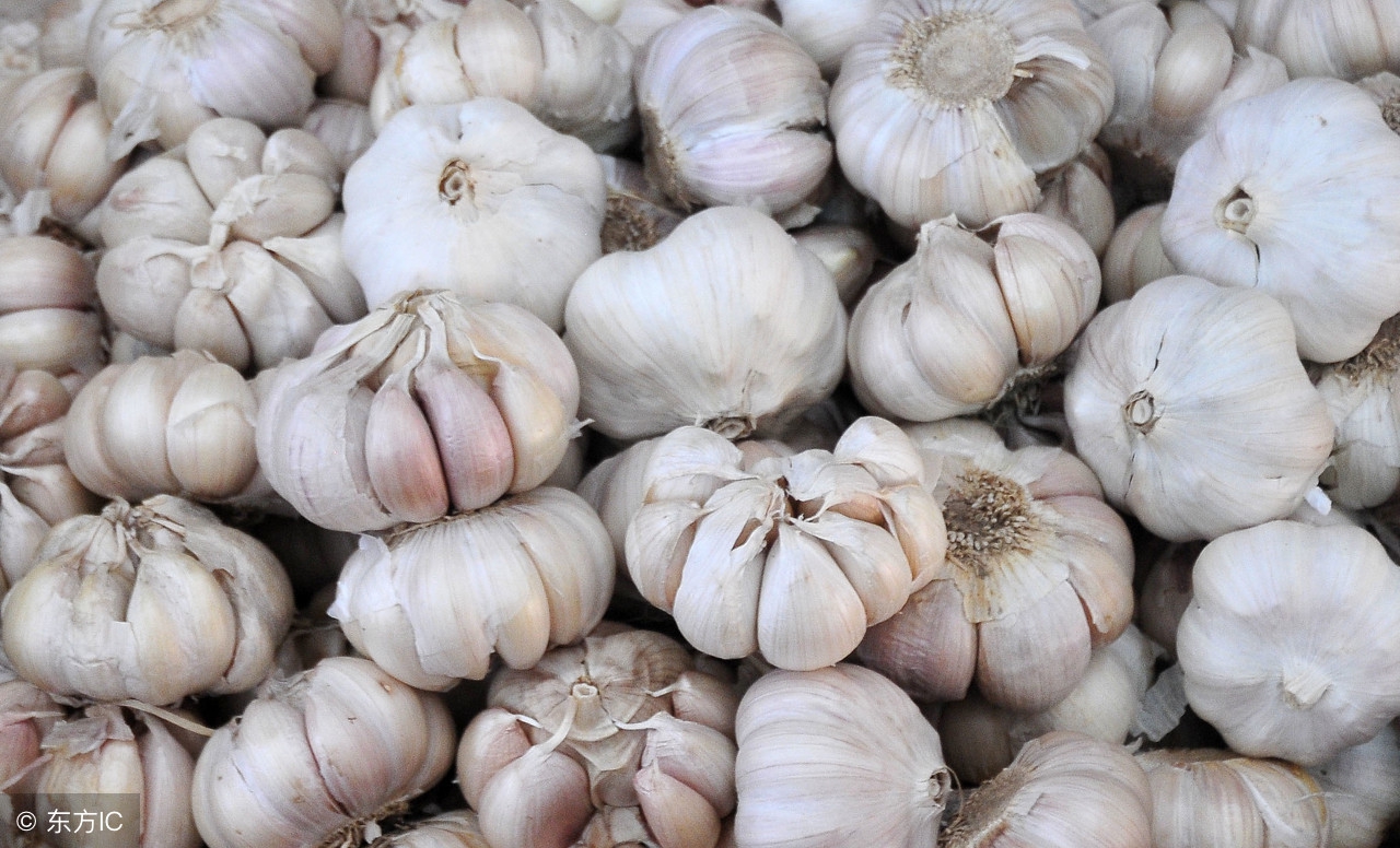 2020大蒜蒜薹行情,杰哥今日的视频