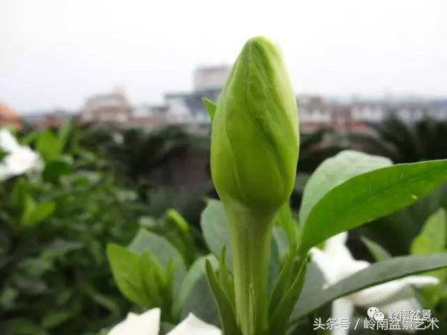 栀子花开美好如初,栀子花开花开盛夏