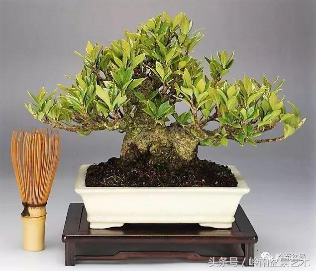 栀子花开美好如初,栀子花开花开盛夏