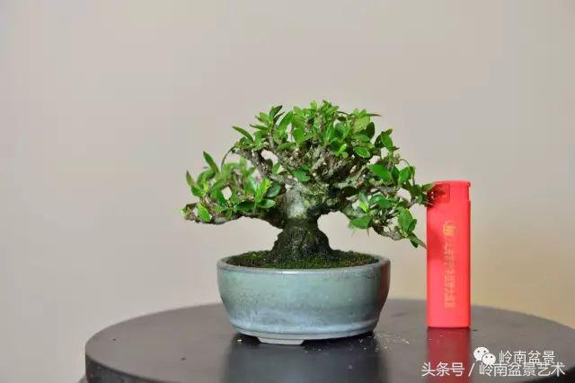 栀子花开美好如初,栀子花开花开盛夏