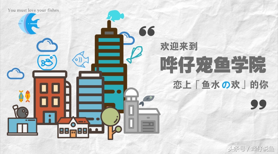 鹦鹉鱼爸爸妈妈跟孩子能一起养吗,鹦鹉鱼与罗汉鱼的区别