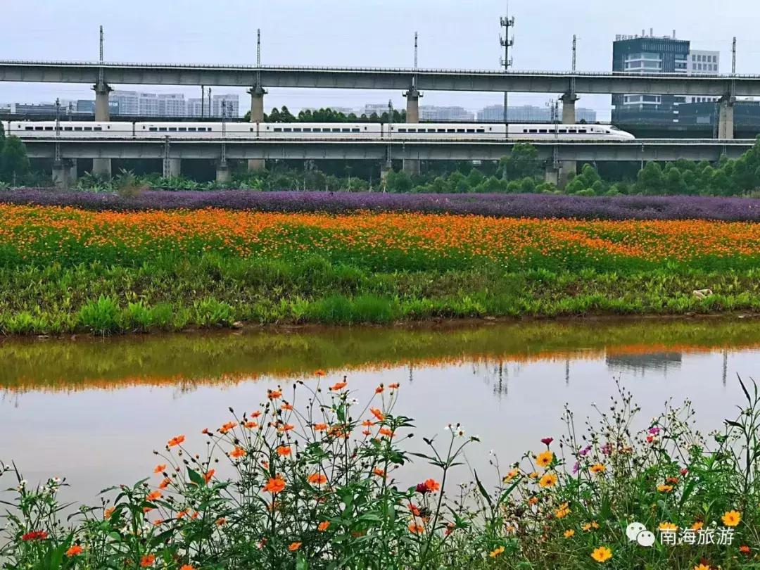 紫色薰衣草海+五彩摩天轮！南海这里充满异国风情如电影般唯美！