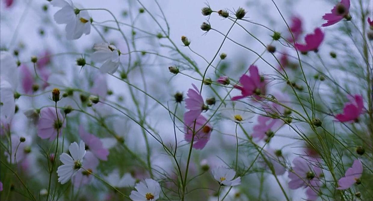 真是美好的奇迹啊!连小孩都懂得人生很多事无法勉强