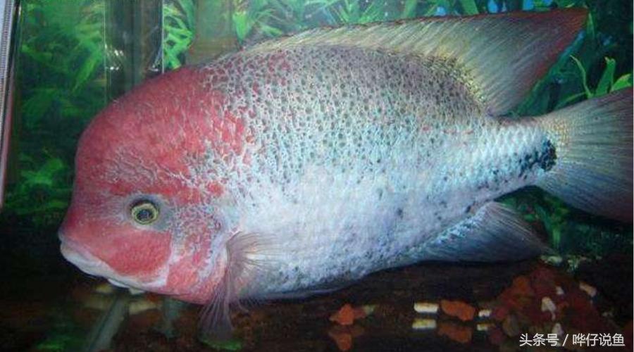 鹦鹉鱼爸爸妈妈跟孩子能一起养吗,鹦鹉鱼与罗汉鱼的区别