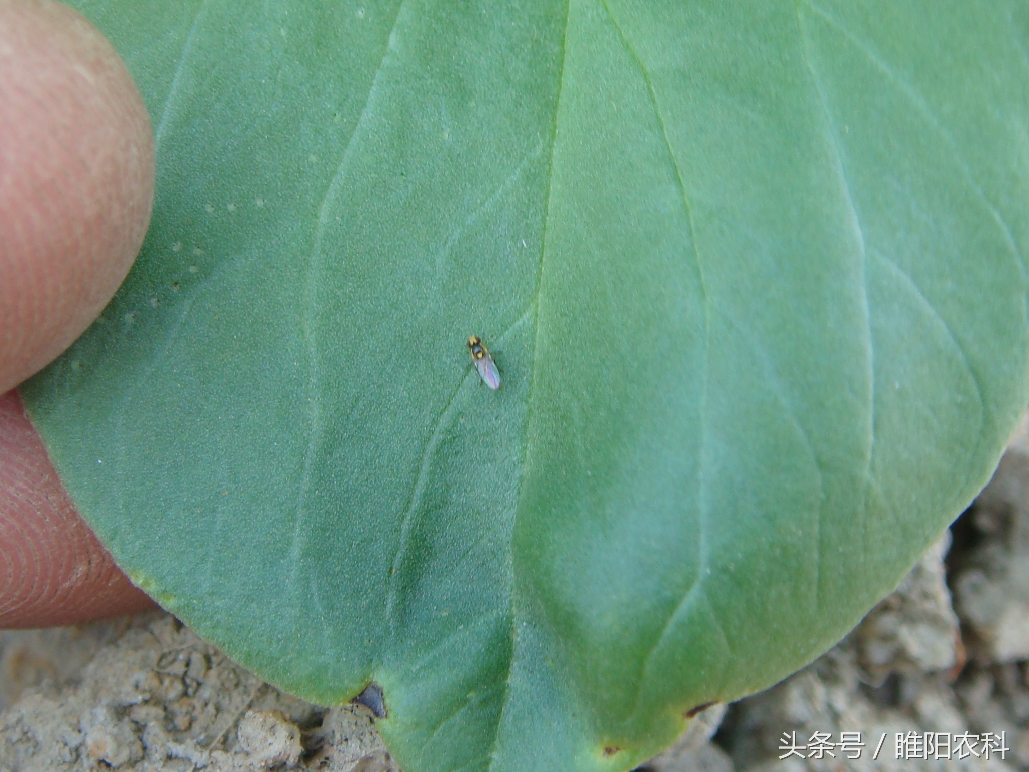 如何快速修复害虫咬的叶片,叶片上的虫子怎么消除