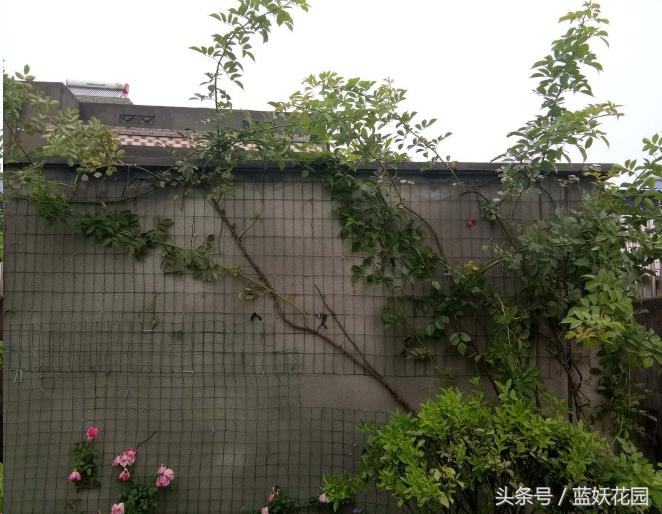 藤本和灌木花后修剪方法,藤本蔷薇春季怎么修剪