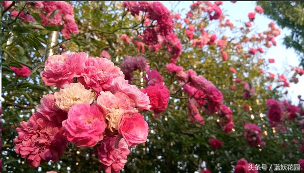 藤本和灌木花后修剪方法,藤本蔷薇春季怎么修剪