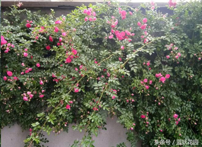 藤本和灌木花后修剪方法,藤本蔷薇春季怎么修剪
