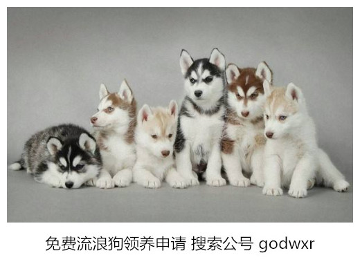 这个蓝星人都治不好的“绝症”，让狗狗给治好了