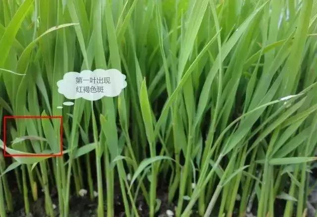 水稻红叶子怎么回事用什么药,水稻秧苗红尖怎么回事