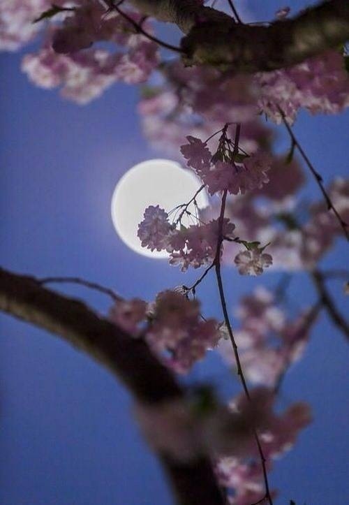 古诗中最美的月亮赏析,三十六首描写月亮最美的诗词