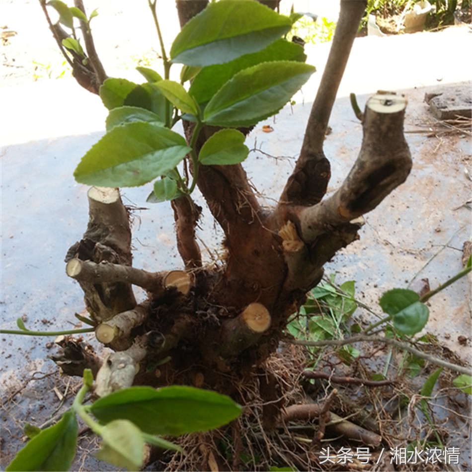 到集市上买花卉回农家庭院栽种,到花卉市场买盆栽诀窍