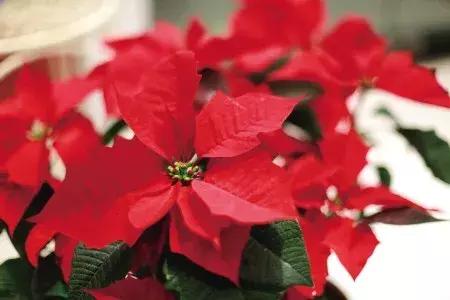 家里有孕妇千万别养这些花,孕妇适合养什么花最好