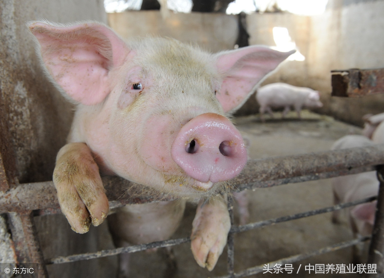 养猪行情差会亏钱吗,养猪人应该知道的行情