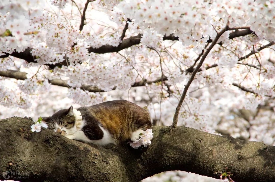 大部分人去日本,去日本东京怎样玩的才痛快
