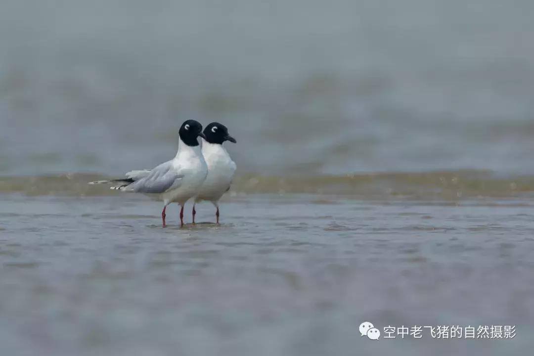 初夏时节，欣赏黑嘴鸥的浓情蜜意