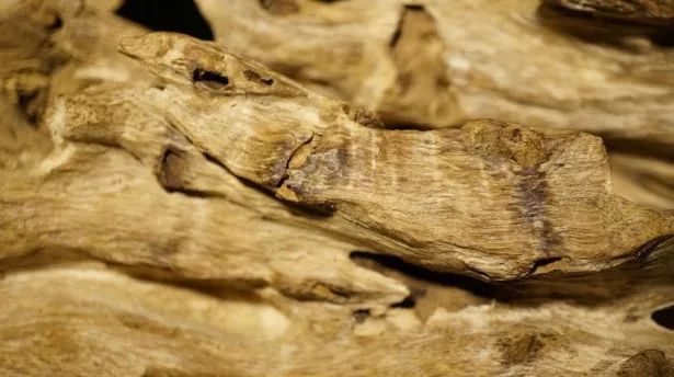 沉香与玉石都是树木形成的吗,沉香是什么木材形成的