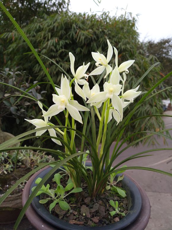 老兰友养兰花视频,东北的兰友室内到底能养好兰花