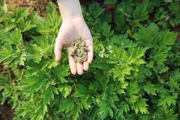 艾灸坐垫最新款垫子,艾绒坐垫加靠枕