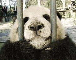 浪琴名匠和康卡斯哪个更值得购买,浪琴名匠月相和欧米茄碟飞怎么选