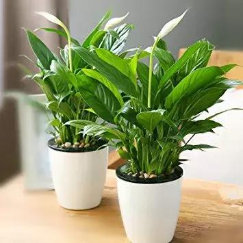 一帆风顺叶子发黄怎么解决,一帆风顺叶子发黄怎么办