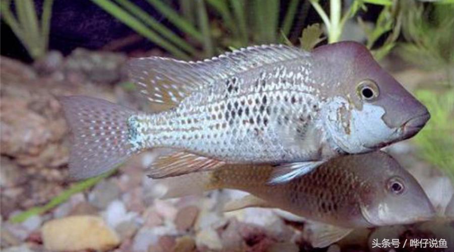 奇特的南美观赏鱼,奇特异型鱼观赏鱼