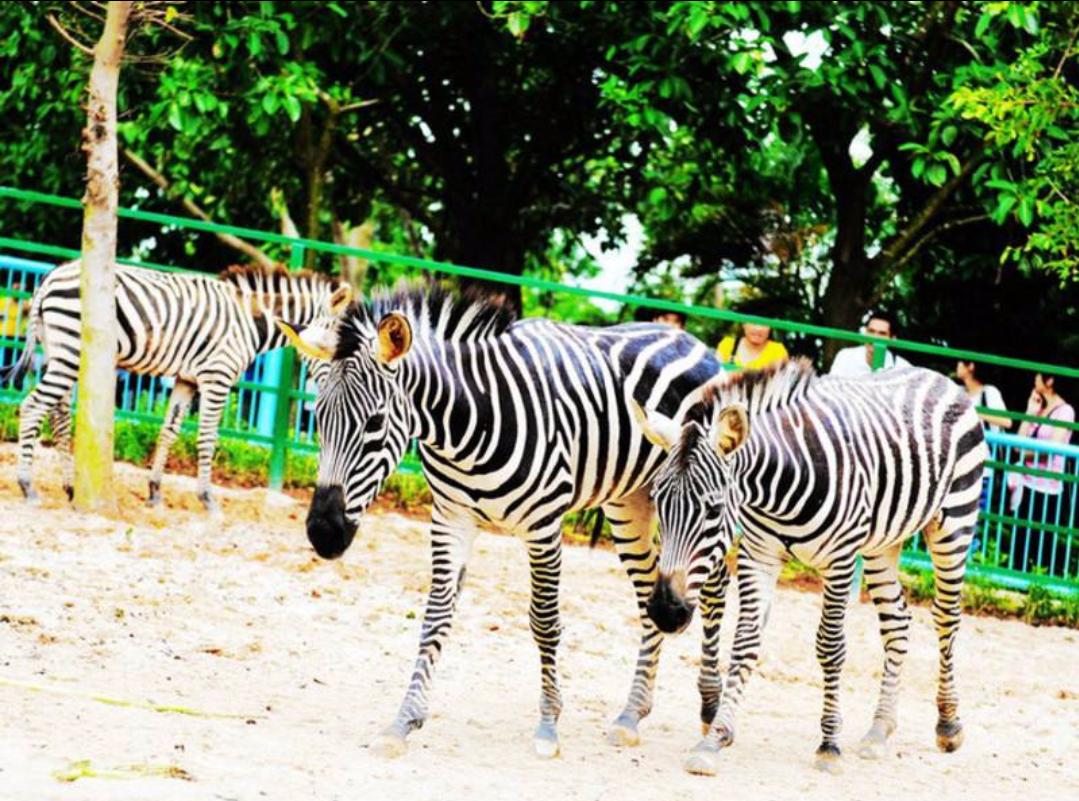 欢迎来到茂名一座充满活力的城市,茂名成为全国十大宜居之城