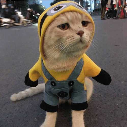 分享越南非常红网红猫Cho,它就是这么与众不同的猫星人？