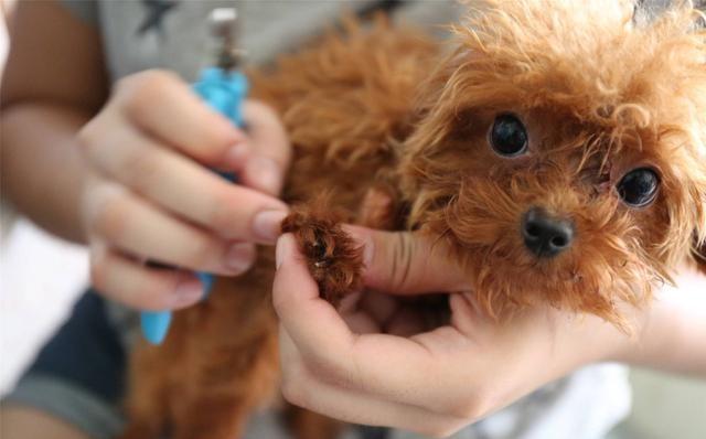 狗咬伤打了疫苗还会得狂犬病吗,狂犬病疫苗超过24小时打还有效吗