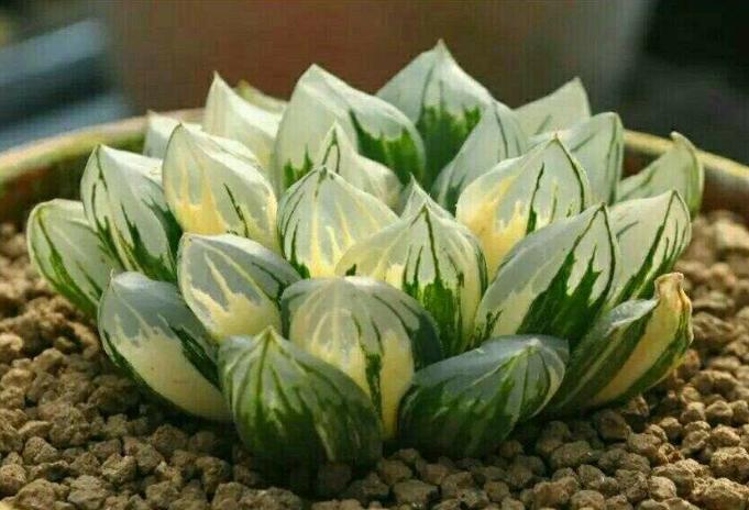 玉露多肉怎样预防它徒长,如何让多肉玉露叶片饱满