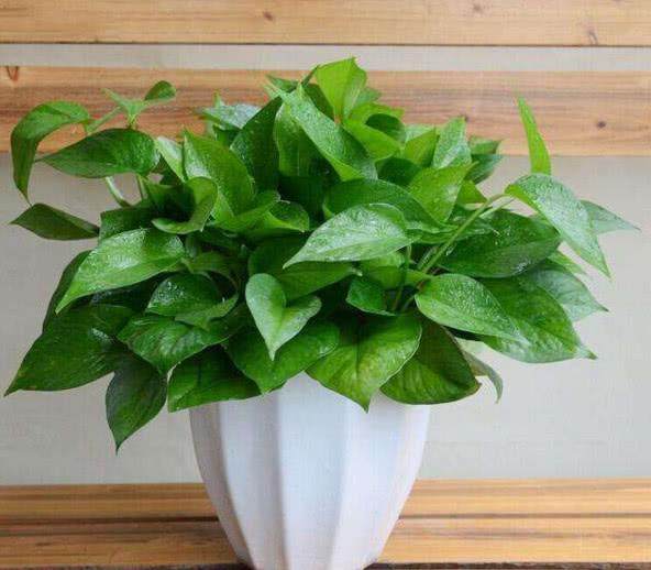 绿萝喝什么水爆盆最好,给绿萝加点营养