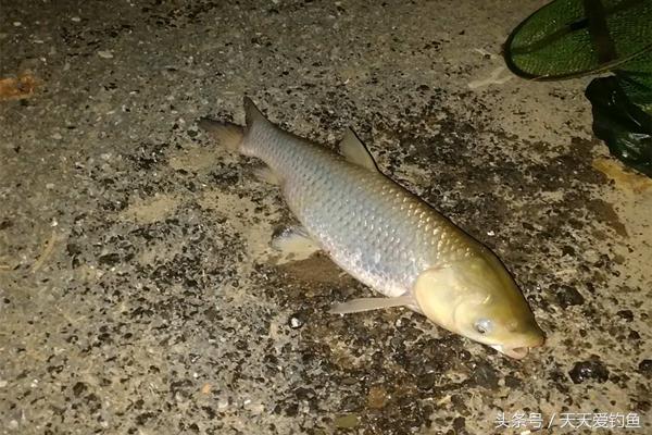 在夏季野钓大草鱼时的钓法招式,夏季水库钓青鱼草鱼用什么饵料