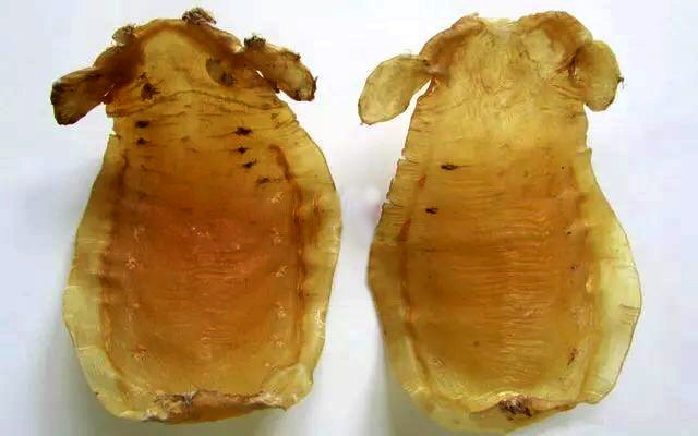 花胶食疗要哪种花胶,吃花胶哪种花胶好