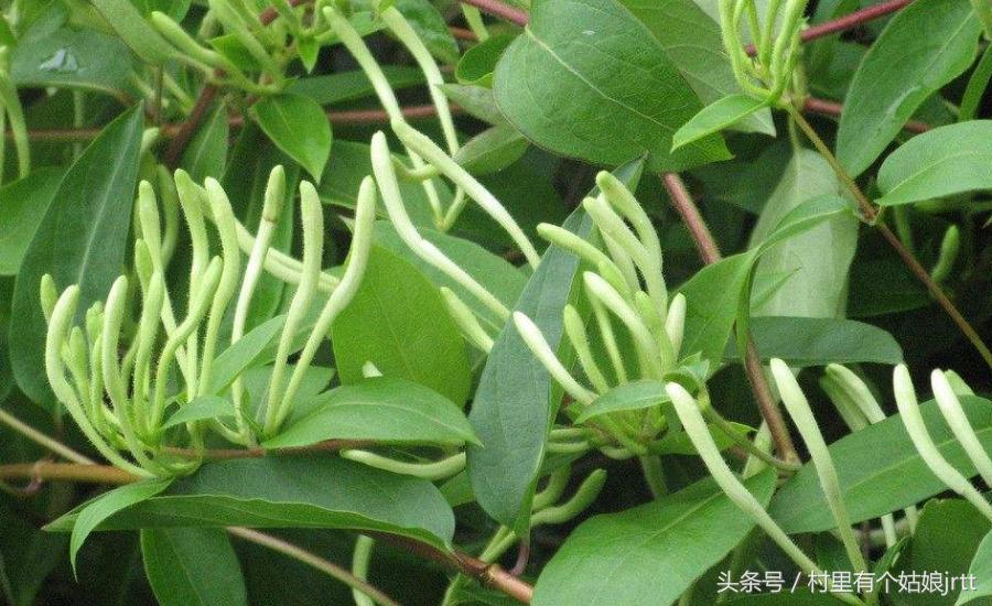 金银花怎么制作成干金银花,金银花如何烘干最好吃呢