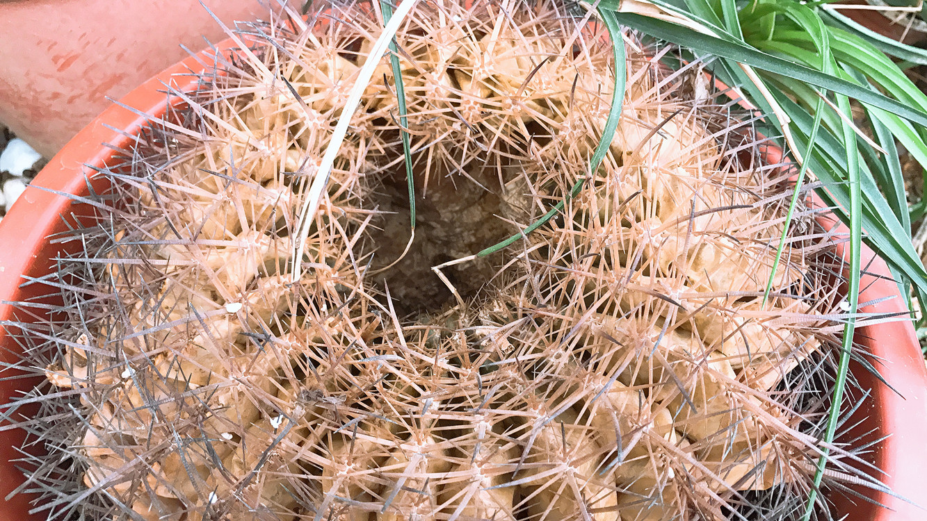 仙人球快枯萎了怎么把它救活,仙人球根全部腐烂了还能救活吗