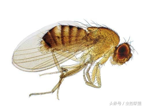 果蝇消灭小妙招家用,果蝇的消灭方法