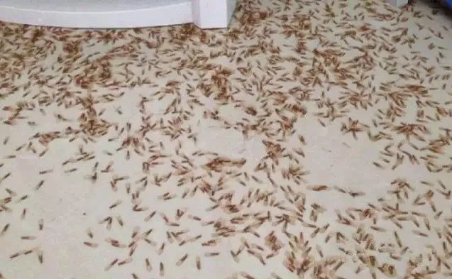 骞夸笢鏆撮洦鑲囧簡闃茬┖璀︽姤,鑲囧簡骞垮畞鏆撮洦琚嚮