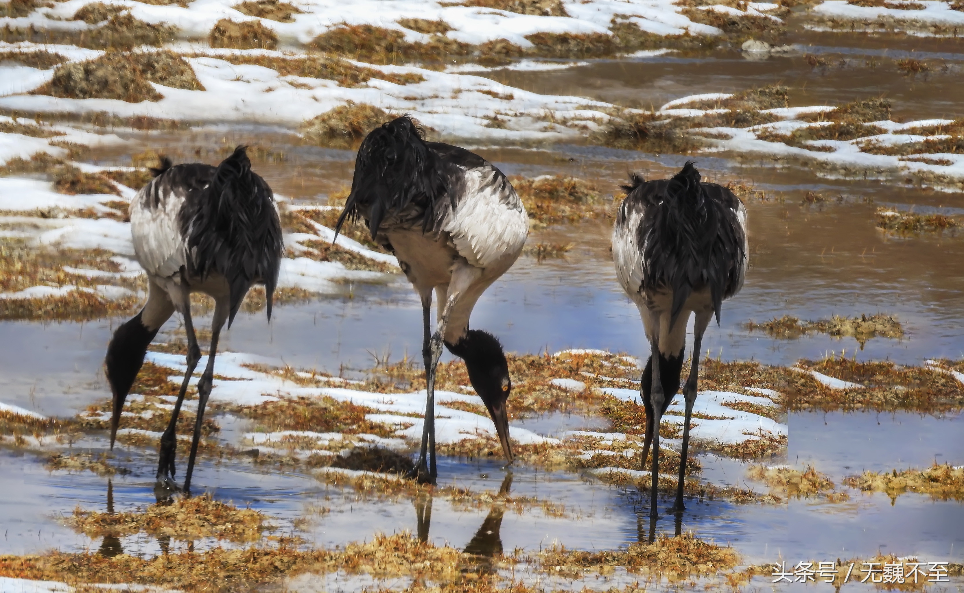 四姑娘山海拔最高的垭口,攀登四姑娘山三峰海拔多少