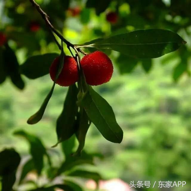 第一批杨梅即将上市,酿杨梅酒用什么品种的杨梅