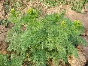 田间杂草及名称图片,草田杂草实图及名称