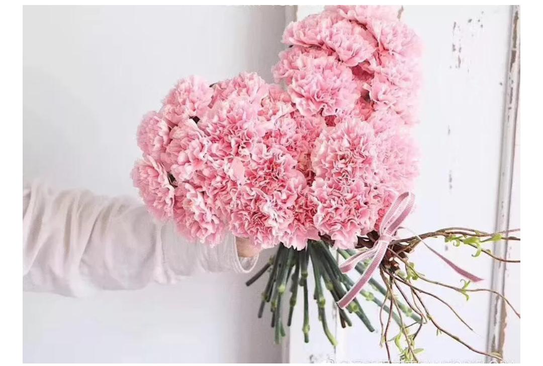 除了康乃馨母亲节还能送什么礼物,母亲节送康乃馨每个颜色代表什么