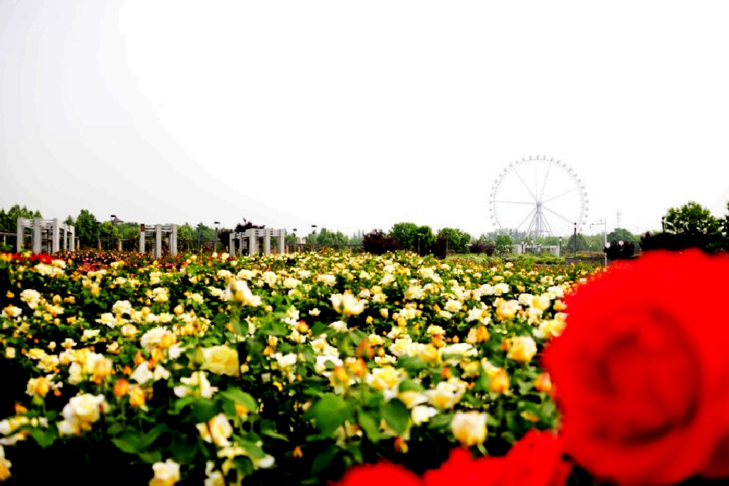 石家庄市花是什么花朵,石家庄市花有哪些