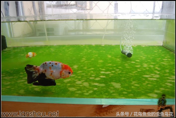 硝化细菌对鱼类的作用,温度对硝化细菌的影响