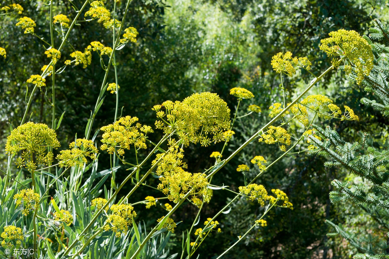 肝火旺盛怎么调理去肝火中药处方,肝火旺盛常喝这三种降火茶