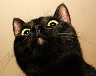 原来不只有相马经，还有《相猫经》，这些猫的名字你听说过吗