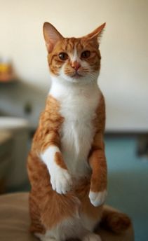 原来不只有相马经，还有《相猫经》，这些猫的名字你听说过吗