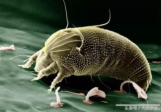 柑橘重点防治锈壁虱红蜘蛛,柑橘红蜘蛛与锈壁虱是螨类吗