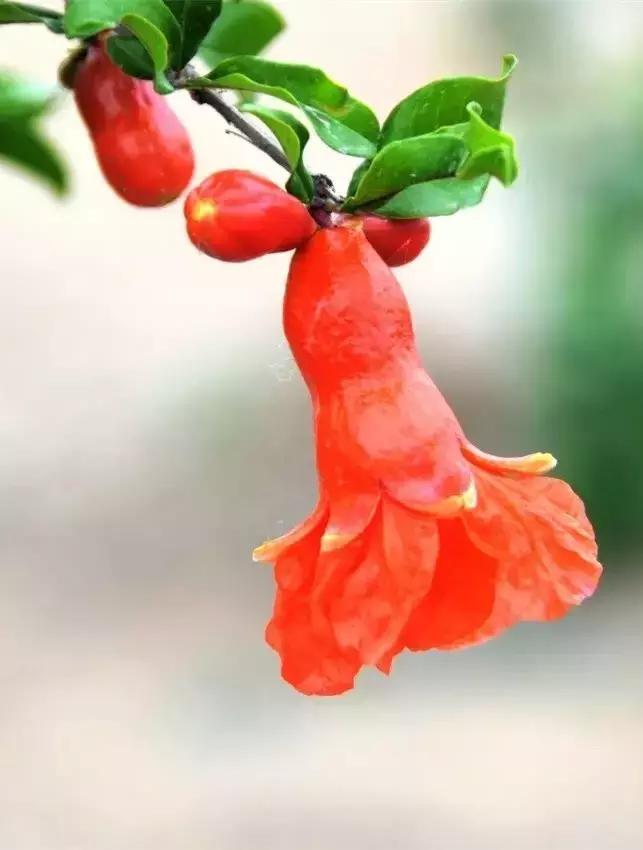 五月石榴花开正当时,五月景色石榴花开图片