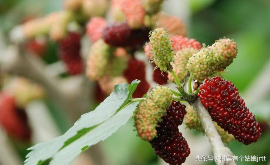 吃桑葚的正确方式,吃桑葚方法