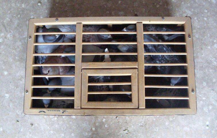 爱鸽翅膀弯曲甚至折断了，你该做什么？